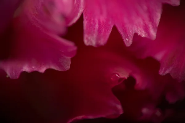 極端なマクロ: ピンクの花びら — ストック写真