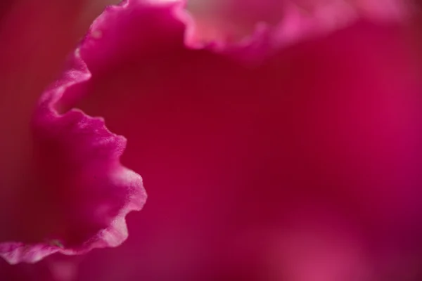 Rosa blomma bakgrund — Stockfoto