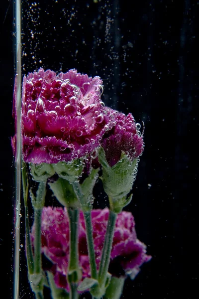 Blommor under vattnet — Stockfoto