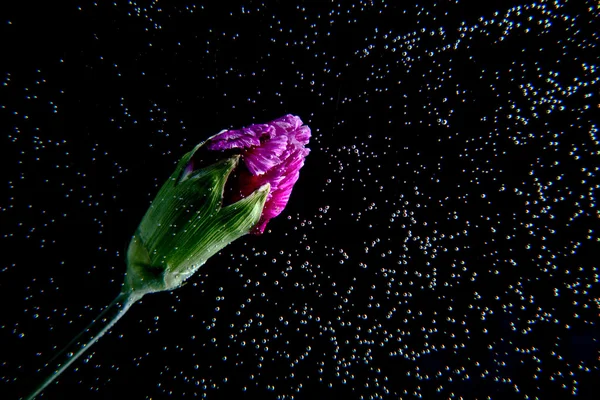 Flower bud under vattnet — Stockfoto