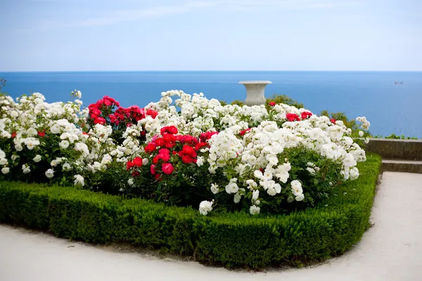 海の景色の上にバラの茂み — ストック写真
