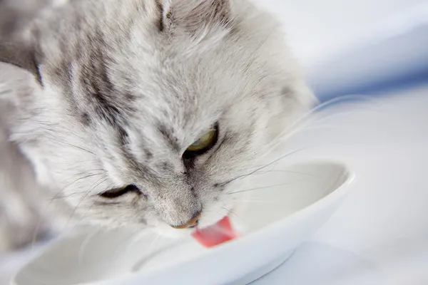 Kot picia mleka — Zdjęcie stockowe
