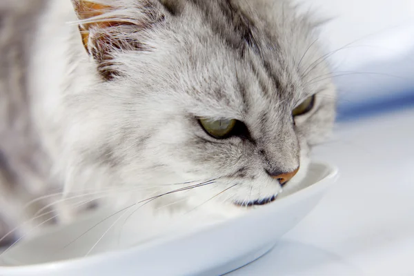 Cat drinking milk — Stock Photo, Image