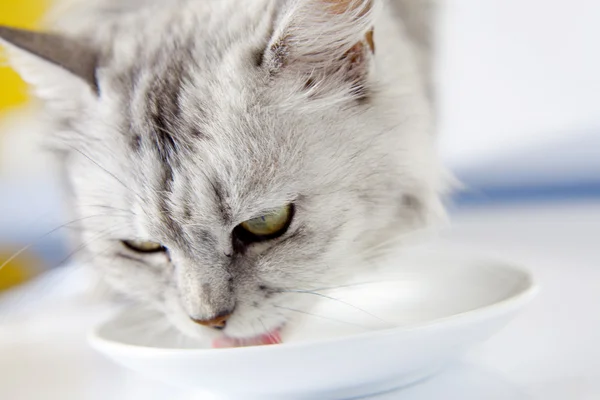 喝牛奶的猫 — 图库照片