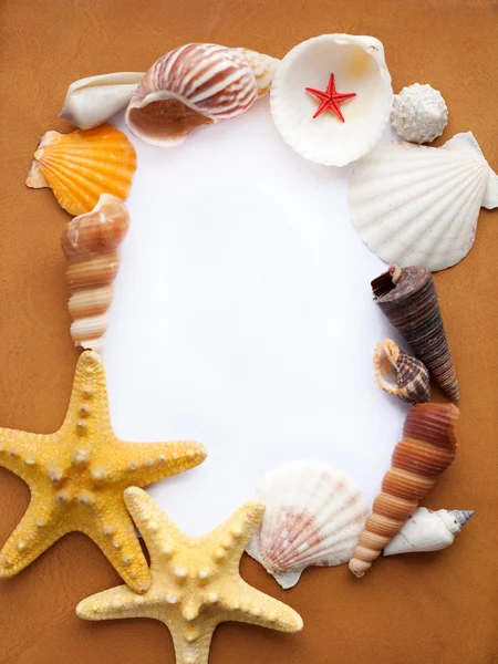 Telaio con Seashells — Foto Stock