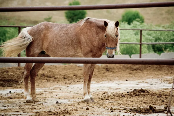 Грустный конь — стоковое фото