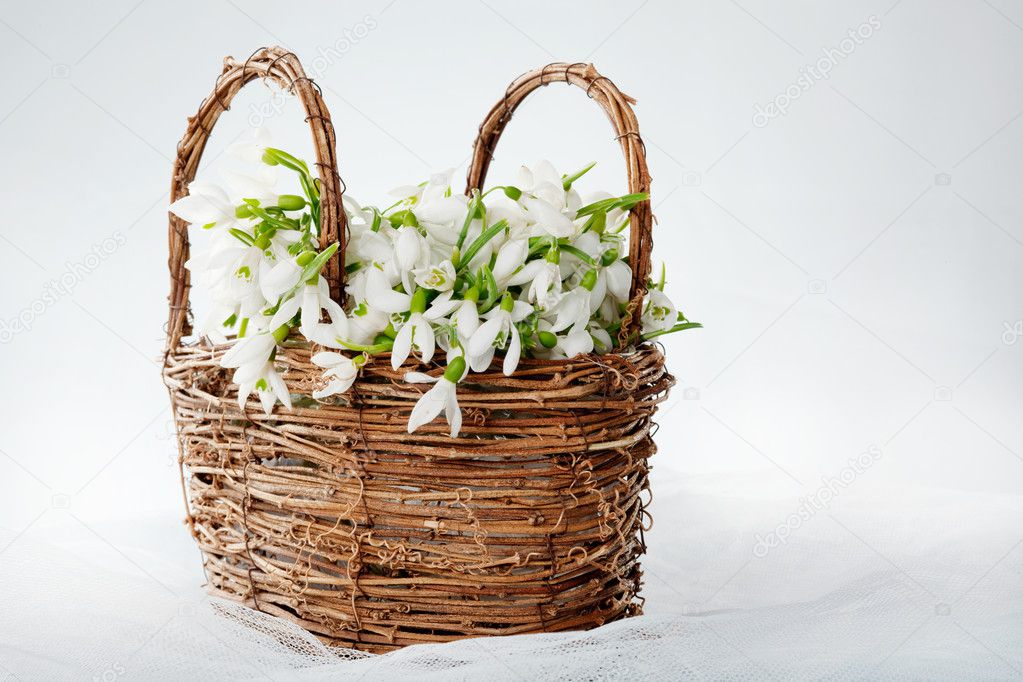 Snowdrops in wicker basket