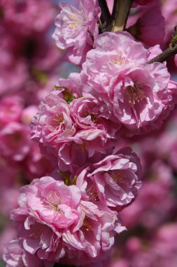 Japanese cherry in blossom clipart