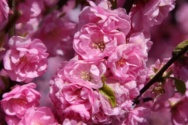 Japanese cherry in blossom clipart