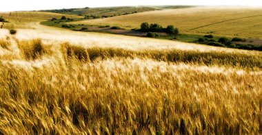 Wheat fields clipart