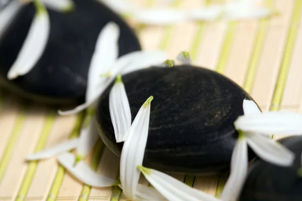 Stock image Stones and petals