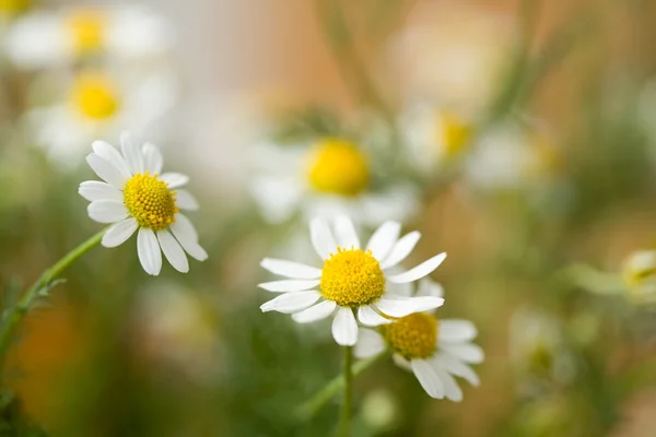 Malé květy — Stock fotografie
