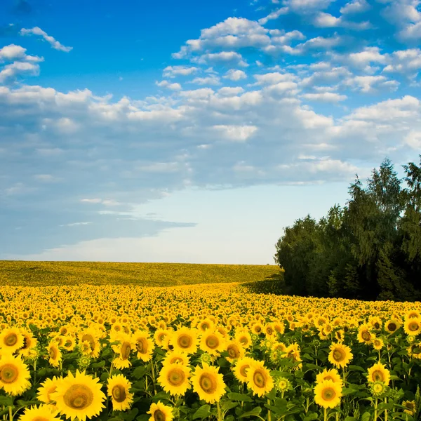 Plantation of gold sunflowers — Stock Photo, Image