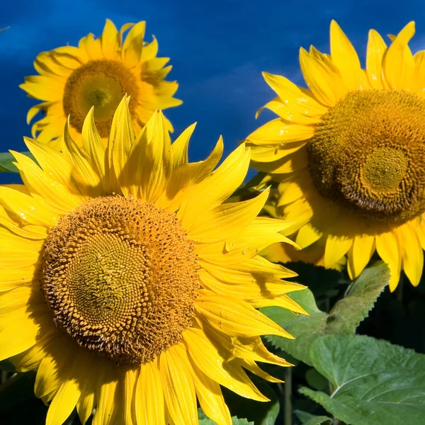 Gold sunflowers on a background of the b — Stock Photo, Image