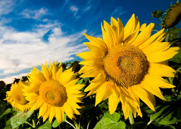 Zlaté slunečnice — Stock fotografie