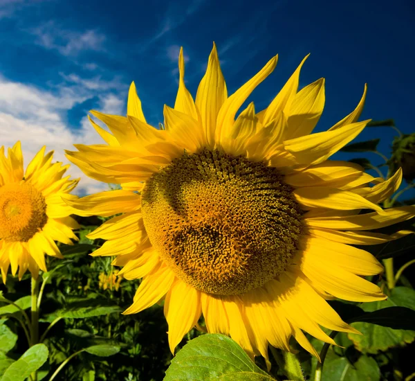 Gold sunflowers — Stock Photo, Image