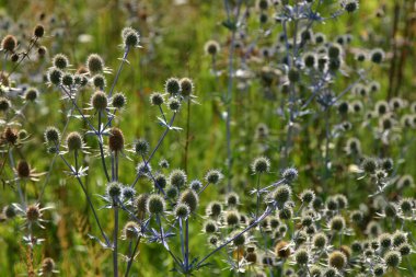 dikenli thistle plantasyon