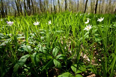 Wildflowers in grove clipart