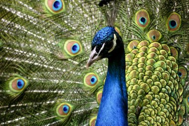 Paradise bird peacock clipart