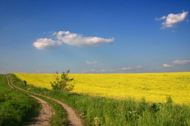 veld met een weg