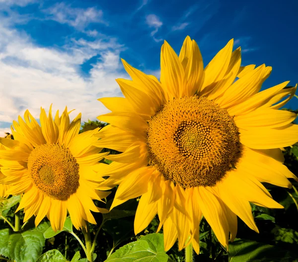 Zlaté slunečnice — Stock fotografie