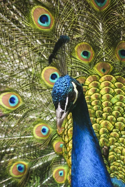 楽園の鳥の孔雀 — ストック写真