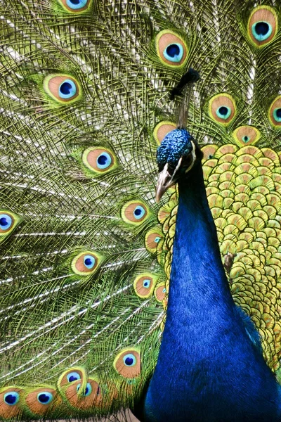 Райський птах павич — стокове фото