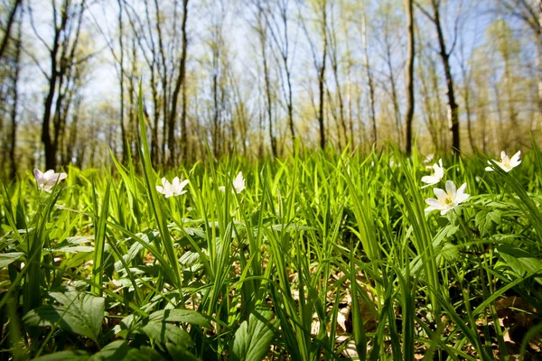 Grove kır çiçekleri