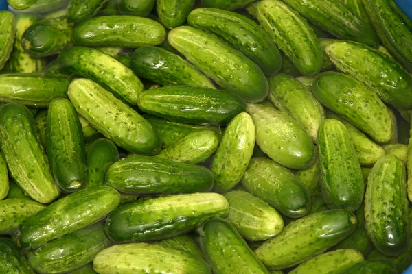 Cacahuetes verdes — Foto de Stock