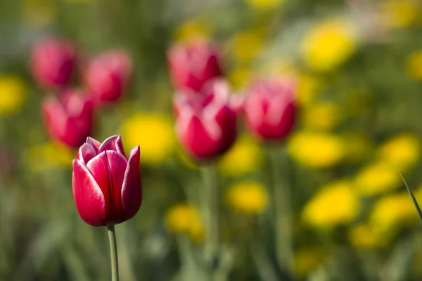 Лужайка из красных тюльпанов — стоковое фото
