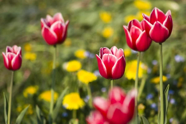 En græsplæne med røde tulipaner - Stock-foto