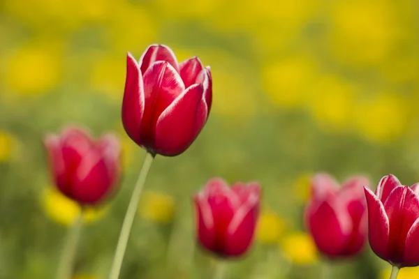 En græsplæne med røde tulipaner - Stock-foto