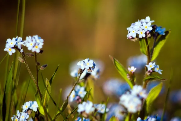 Beautiful forget-me-nots — Stock Photo, Image