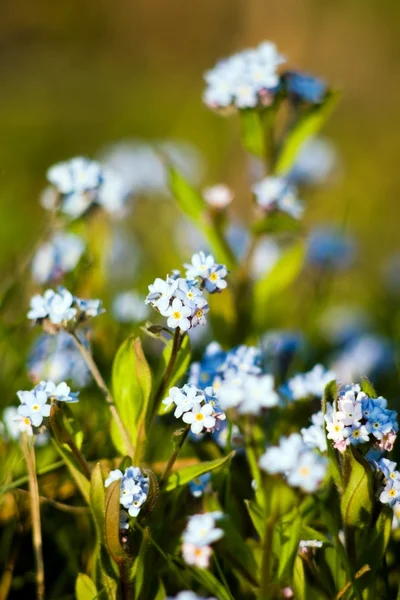 Beautiful forget-me-nots — Stock Photo, Image