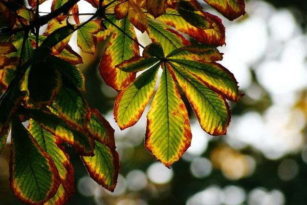 stock image Autumn chestnut leaves