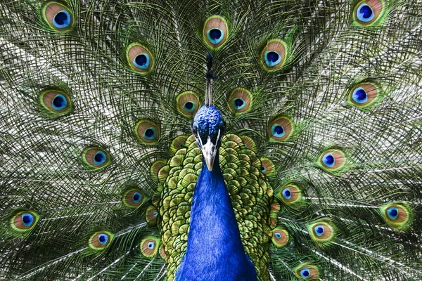 楽園の鳥の孔雀 — ストック写真