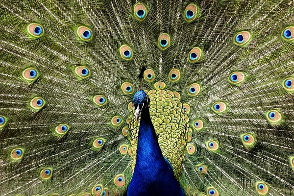 Paradiset fågel peacock — Stockfoto