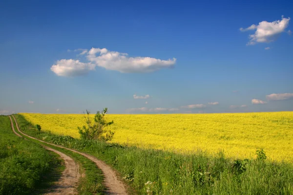 Field with a road — Stock Photo, Image