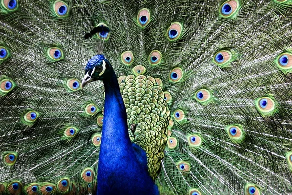 Paradise bird peacock Stock Photo