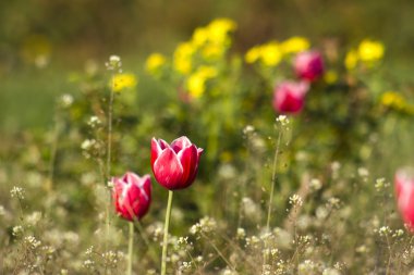 parlak kırmızı lale