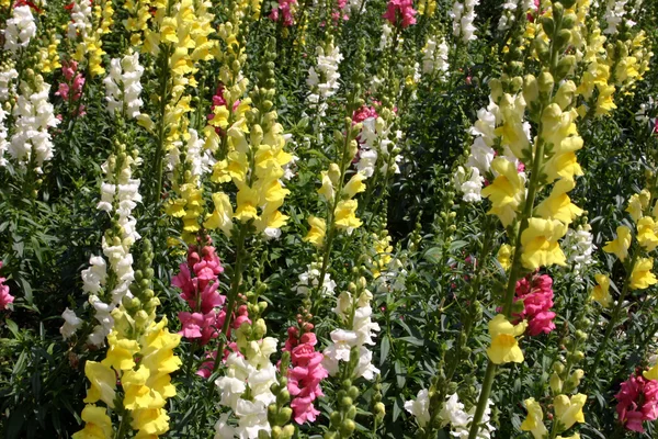stock image Plantation of sword-lilies