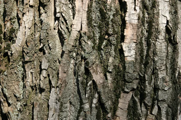 Кора старого дерева — стоковое фото