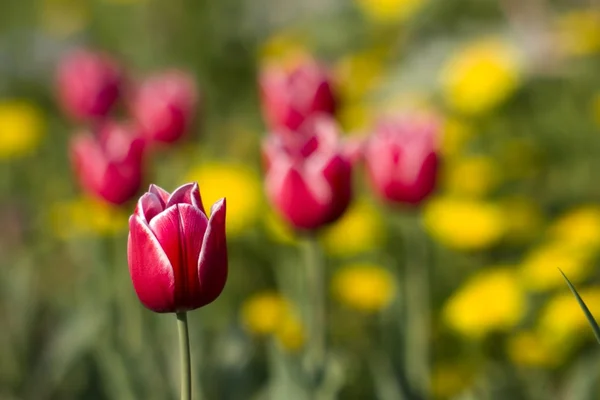 Ярко-красный тюльпан — стоковое фото