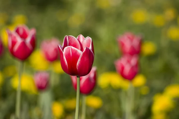 Lys rød tulipan - Stock-foto