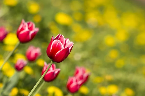 Lys rød tulipan - Stock-foto