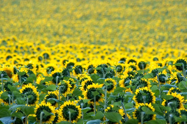 Een veld met gouden zonnebloemen — Stockfoto