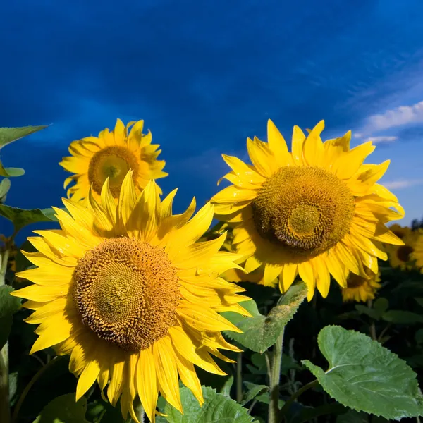 Gouden zonnebloemen op een achtergrond van de b — Stockfoto