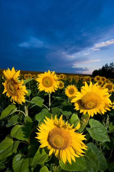 Gold sunflowers on a background of the b — Stock Photo, Image