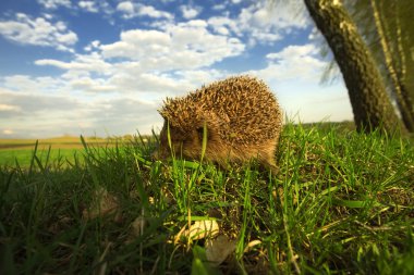 Hedgehog in grass clipart