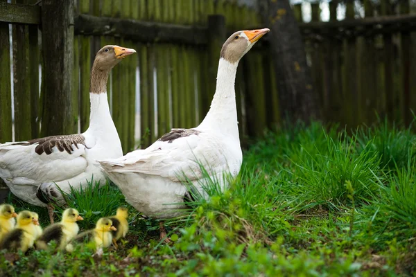 Goslings on grass — Stock Photo, Image